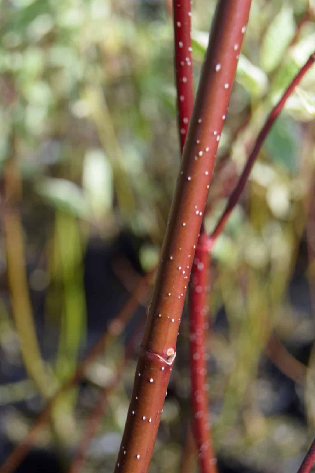 Cornus alba 'Elegantissima'